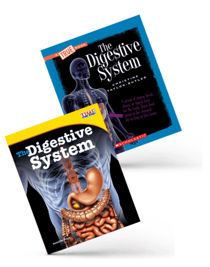Digestive System