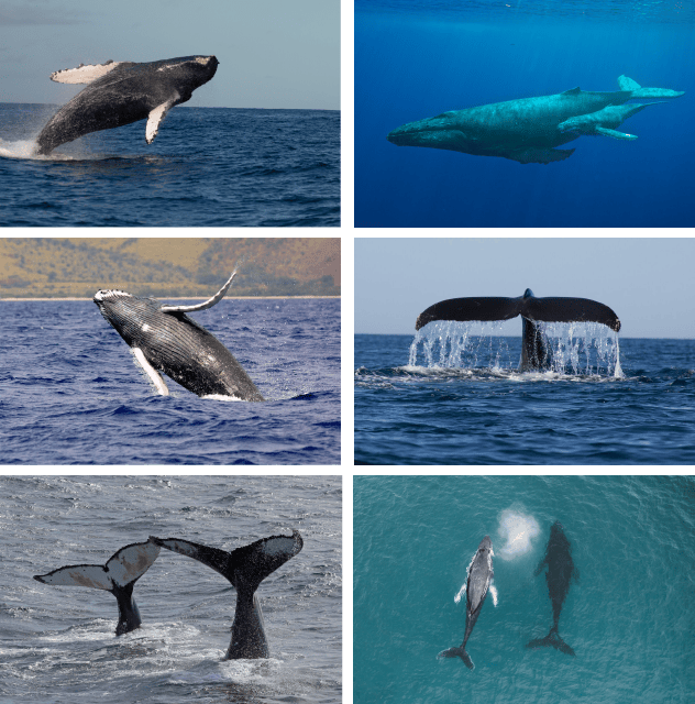 Six images of varied humpback whales and their tails