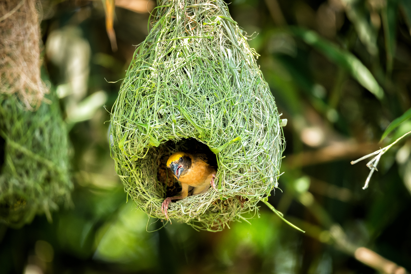 Weaver Birds Nest on Bamboo Tree